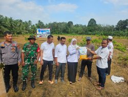 Camat Kampar Utara Ikuti Penanaman Jagung Di Desa Muara Jalai