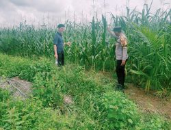 Kapolsek Bangkinang Barat Cek Lahan Jagung Pipil Kuarta I di Batu Langkah Kecil