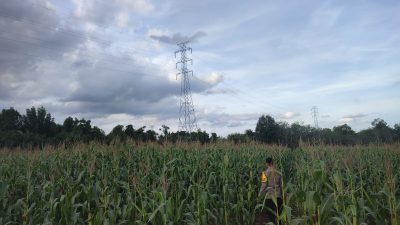 Kapolsek Bangkinang Barat Kembali Cek Lahan Jagung Pipil Kuartal I Tahun 2026 di Desa Salo Timur