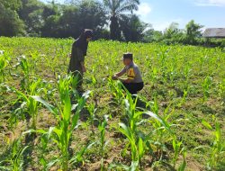 Polisi Cinta Petani, Kapolsek Bangkinang Barat Tinjau dan Kontrol Jagung Pipil desa Pulau Jambu