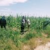 Jagung Pipil Di Atas Lahan PT SSA Menanti Panen Tiba