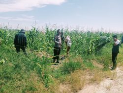Jagung Pipil Di Atas Lahan PT SSA Menanti Panen Tiba