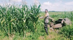 Desa Batu Langkah Kecil dengan Harapan Besar Menuju Swasembada Pangan Nasional