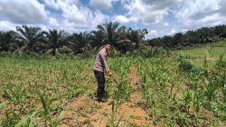 Polisi Cinta Petani, Kapolsek Bangkinang Barat Cek Lahan Jagung Pipil Desa Siabu