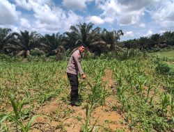 Polisi Cinta Petani, Kapolsek Bangkinang Barat Cek Lahan Jagung Pipil Desa Siabu