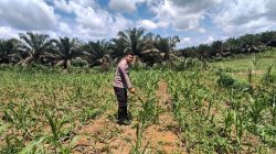 Polsek Bangkinang Barat Tinjau Lahan Jagung Desa Siabu,