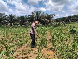 Polsek Bangkinang Barat Tinjau Lahan Jagung Desa Siabu,