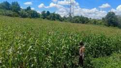 Kapolsek Bangkinang Barat Tinjau Lahan Jagung Pipil kuartal I Tahun 2026 di Salo Timur