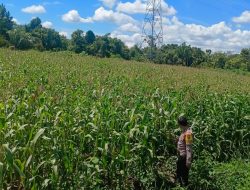 Kapolsek Bangkinang Barat Tinjau Lahan Jagung Pipil kuartal I Tahun 2026 di Salo Timur