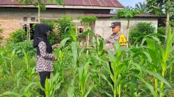 Jagung Pipil Desa Pulau Jambu Dalam Kondisi Prima, Kapolsek Bangkinang Barat Agresif Lakukan Ini