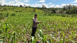 Wujud Nyata Polisi Cinta Petani, Kapolsek Bangkinang Barat Pastikan Jagung Pipil Siabu Aman
