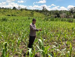 Wujud Nyata Polisi Cinta Petani, Kapolsek Bangkinang Barat Pastikan Jagung Pipil Siabu Aman
