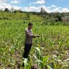 Hampir 40 Hari, Begini Kondisi Jagung Pipil Desa Siabu Saat Ini