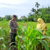 Kapolsek Bangkinang Barat : Jagung Pipil Desa Pulau Jambu Bukti Polisi Cinta Petani