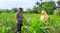 Kapolsek Bangkinang Barat : Jagung Pipil Desa Pulau Jambu Bukti Polisi Cinta Petani