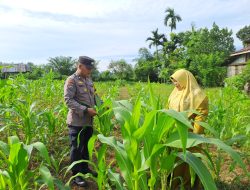 Kapolsek Bangkinang Barat : Jagung Pipil Desa Pulau Jambu Bukti Polisi Cinta Petani