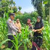 Dukung Ketahanan Pangan Nasional, Kapolsek Bangkinang Barat Rutin Tinjau Jagung Pipil Desa Pulau Jambu
