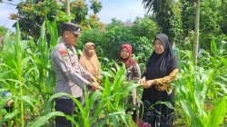 Dukung Ketahanan Pangan Nasional, Kapolsek Bangkinang Barat Rutin Tinjau Jagung Pipil Desa Pulau Jambu
