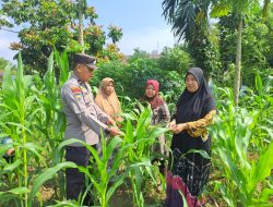 Dukung Ketahanan Pangan Nasional, Kapolsek Bangkinang Barat Rutin Tinjau Jagung Pipil Desa Pulau Jambu