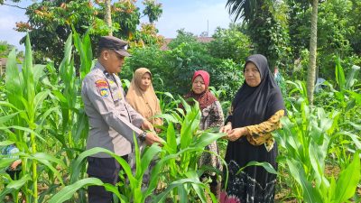 Dukung Ketahanan Pangan Nasional, Kapolsek Bangkinang Barat Rutin Tinjau Jagung Pipil Desa Pulau Jambu