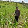 Kapolsek Bangkinang Barat Wujudkan Ketahanan Pangan Nasional di Siabu Lewat Polisi Cinta Petani