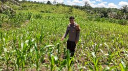 Kapolsek Bangkinang Barat Wujudkan Ketahanan Pangan Nasional di Siabu Lewat Polisi Cinta Petani