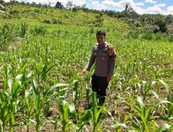 Kapolsek Bangkinang Barat Wujudkan Ketahanan Pangan Nasional di Siabu Lewat Polisi Cinta Petani