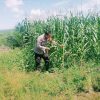 2 Hektar Lahan Jagung Pipil Batu Langkah Kecil Menunggu Waktu Panen Tiba