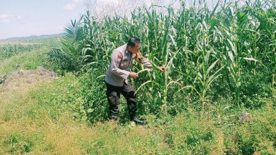 2 Hektar Lahan Jagung Pipil Batu Langkah Kecil Menunggu Waktu Panen Tiba