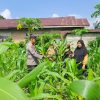 Agenda Rutin Kapolsek Bangkinang Barat, Pastikan Kondisi Jagung Pipil Pulau Jambu