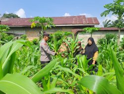 Agenda Rutin Kapolsek Bangkinang Barat, Pastikan Kondisi Jagung Pipil Pulau Jambu