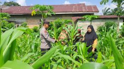 Polisi Cinta Petani, Kapolsek Bangkinang Barat Pastikan Jagung Pipil Desa Pulau Jambu dalam Keadaan Prima