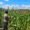 Jaga Stabilitas Pangan, Kapolsek Bangkinang Barat Cek Lahan Jagung Pipil desa Salo Timur