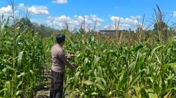 Jaga Stabilitas Pangan, Kapolsek Bangkinang Barat Cek Lahan Jagung Pipil desa Salo Timur