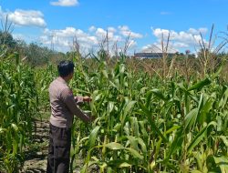 Jaga Stabilitas Pangan, Kapolsek Bangkinang Barat Cek Lahan Jagung Pipil desa Salo Timur