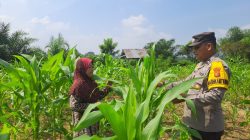 Kapolsek Bangkinang Barat, Pastikan Kondisi Jagung Pipil Pulau Jambu