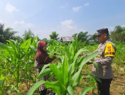Kapolsek Bangkinang Barat, Pastikan Kondisi Jagung Pipil Pulau Jambu