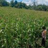 Jagung Pipil Salo Timur Menanti Masa Panen Tiba