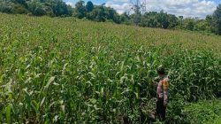 Jagung Pipil Salo Timur Menanti Masa Panen Tiba