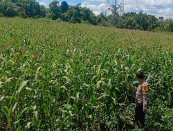 Jagung Pipil Salo Timur Menanti Masa Panen Tiba