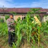Kondisi Jagung Pipil Pulau Jambu Dalam Kondisi Baik, ini Kata Kapolsek Bangkinang Barat
