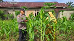 Kondisi Jagung Pipil Pulau Jambu Dalam Kondisi Baik, ini Kata Kapolsek Bangkinang Barat
