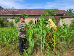 Kondisi Jagung Pipil Pulau Jambu Dalam Kondisi Baik, ini Kata Kapolsek Bangkinang Barat