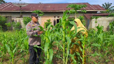 Kondisi Jagung Pipil Pulau Jambu Dalam Kondisi Baik, ini Kata Kapolsek Bangkinang Barat