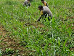 Polsek Bagan Sinembah Lakukan Monitoring Pertumbuhan Jagung Pipil, Dukung Ketahanan Pangan Nasional