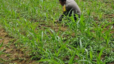 Polsek Bagan Sinembah Lakukan Monitoring Pertumbuhan Jagung Pipil, Dukung Ketahanan Pangan Nasional
