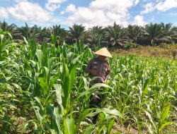 Polsek Bangkinang Barat Lakukan Pengecekan Jagung Pipil Desa Siabu
