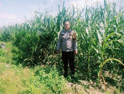Personel Polsek Bangkinang Barat Tinjau Jagung Pipil Batu Langkah Kecil Dukung Asta Cita Predisen