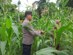 Jagung Pipil Desa Pulau Jambu Kembali Disambangi Polsek Bangkinang Barat
