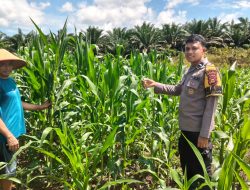 Bhabinkamtibmas Desa Siabu Lakukan Pengecekan Jagung Pipil Bersama Kelompok Tani